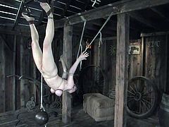 Curvaceous brown-haired chick gets tied up in the wooden barn. She gets her tits twisted and clothespinned. Later on she also gets toyed and suspended.