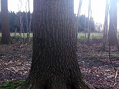 Lekker klaarkomen in het bos