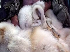 fucking various furs till i CUMM