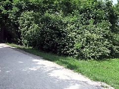 I get girls all the time out on these streets. All it takes is some conversation, some cash and bam! The pussy is all mine. I had to have Shona, and after chatting with her and making an offer, off to the bushes we went for her to suck my dick.