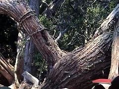 Deer hunting in a Cedar tree