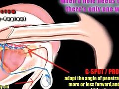 Shemale Anatomy